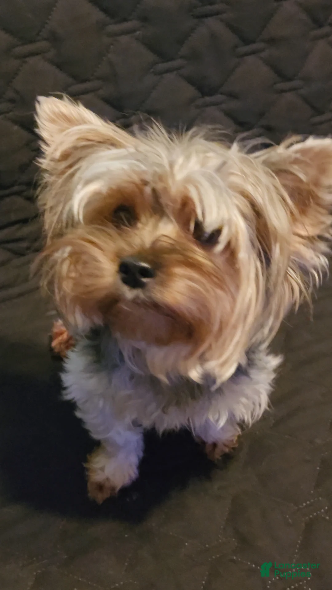 Yorkshire Terrier dogs for sale: Yorkshire Terrier Puppy 3 - Ad 2