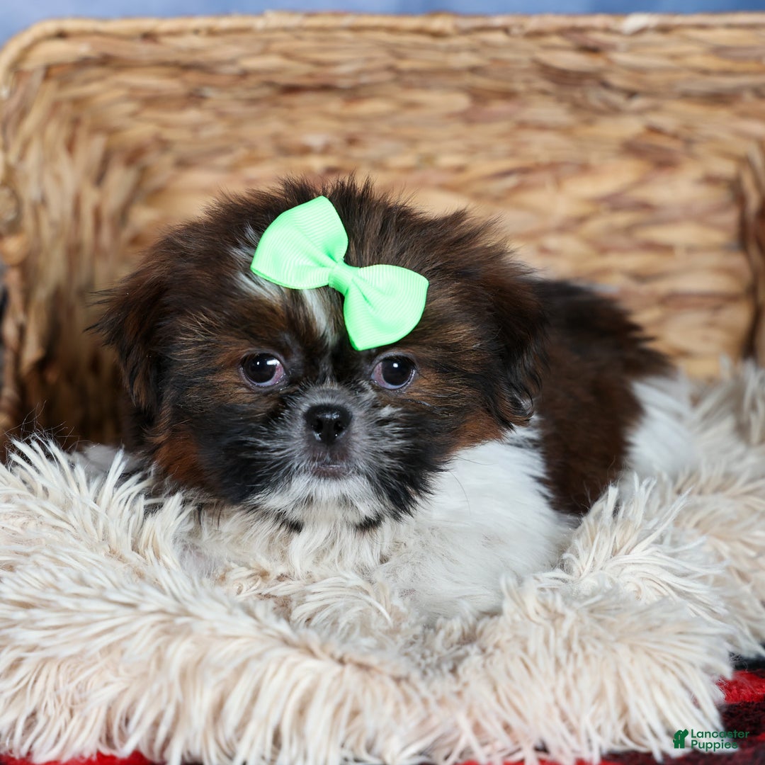 Shih Tzu dogs for sale: MARLEY - Ad 8