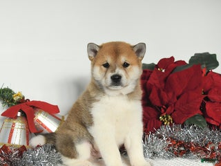 Shiba Inu dogs River - Ad 28