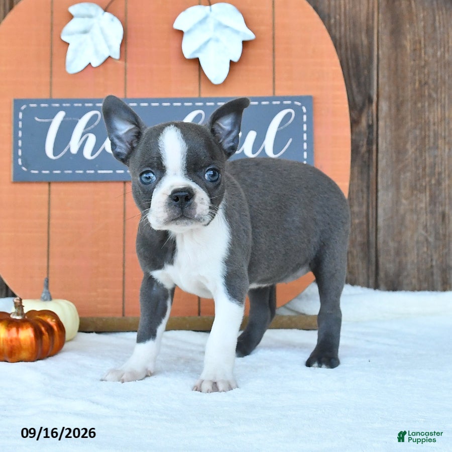 Boston Terrier dogs Autumn - Ad 1
