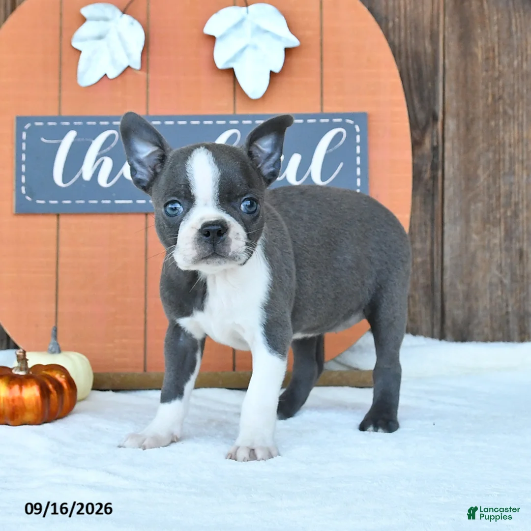 Boston Terrier dogs for sale: Autumn - Ad 1