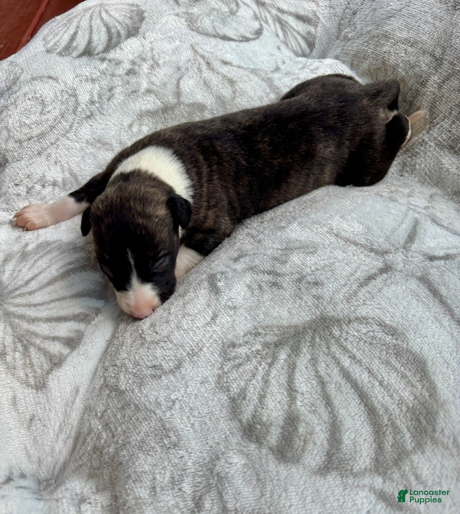 Whippet dogs Boy 2 - Ad 1