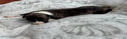Whippet dogs for sale: Boy 2 - Ad 1