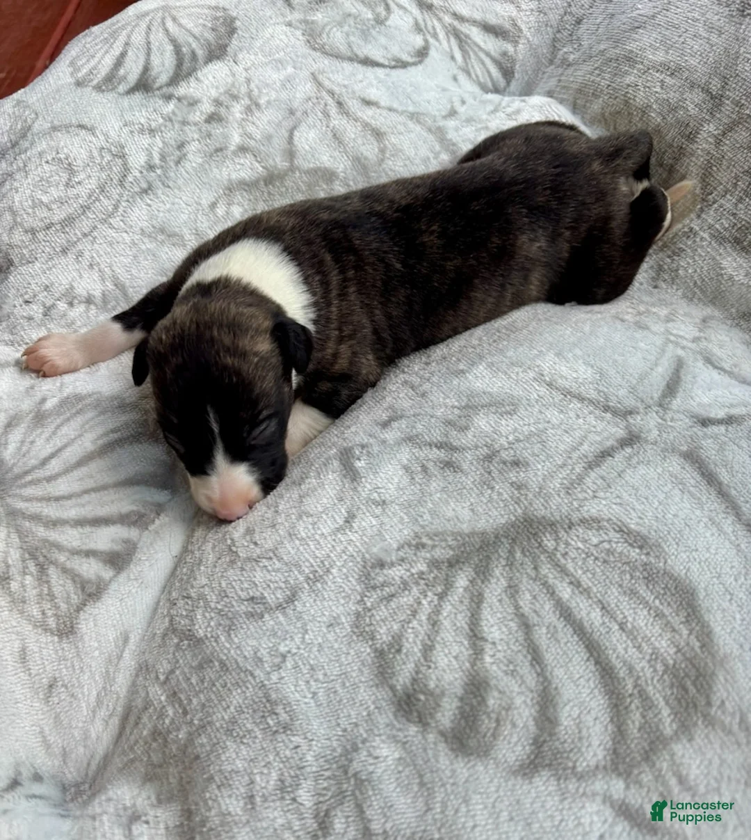 Whippet dogs for sale: Boy 2 - Ad 1