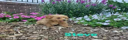 Havapoo dogs for sale: Steve - Ad 1