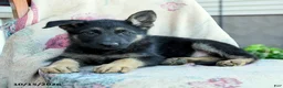 German Shepherd dogs for sale: Asher - Ad 3