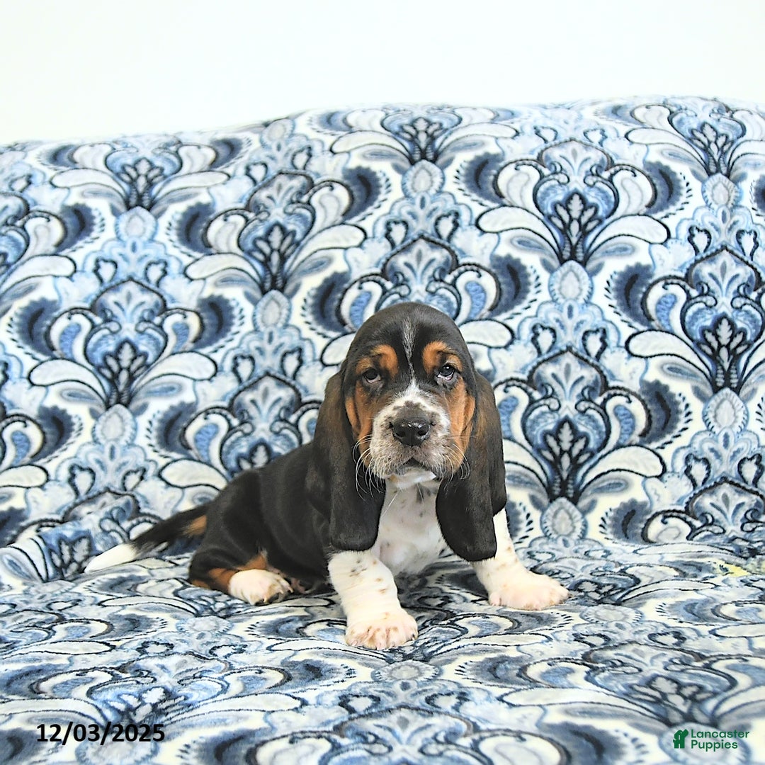 Basset Hound dogs for sale: Pete - Ad 5