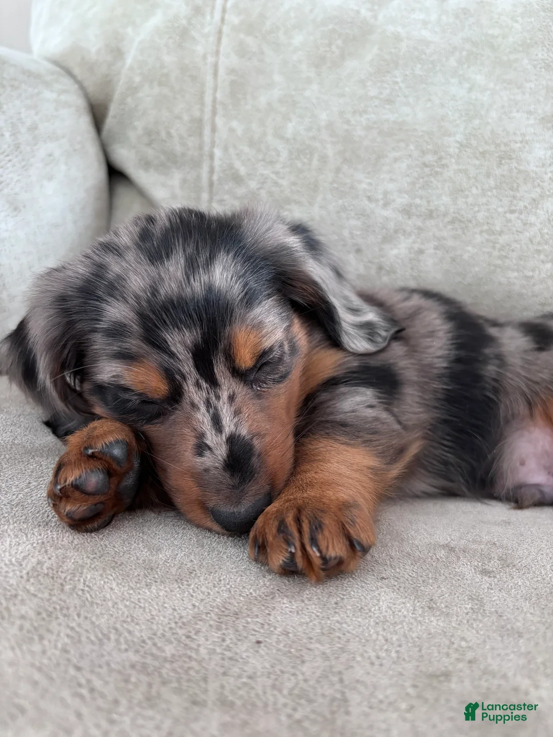 Miniature Dachshund dogs for sale: Rex - Ad 7