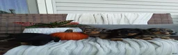 Miniature Dachshund dogs for sale: Jewels - Ad 3