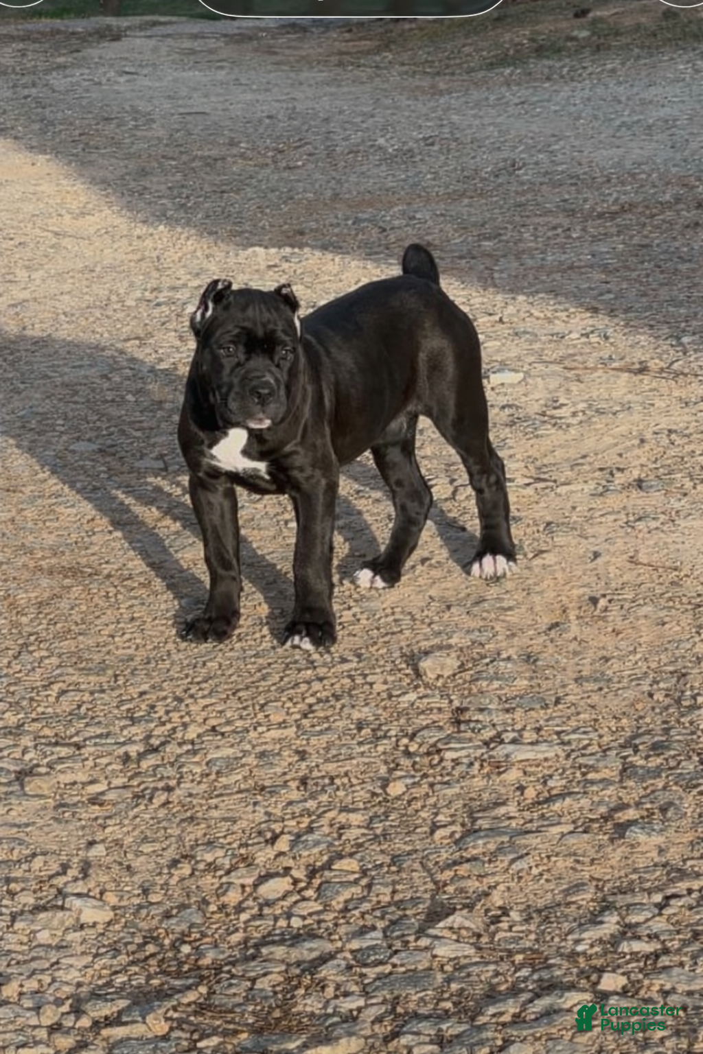 Cane Corso dogs Cane Corso Puppy 8 - Ad 38