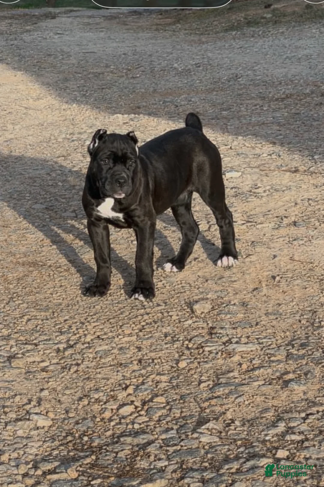 Cane Corso dogs for sale: Cane Corso Puppy 8 - Ad 1