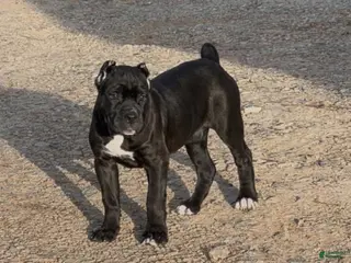 Cane Corso dogs Cane Corso Puppy 8 - Ad 38