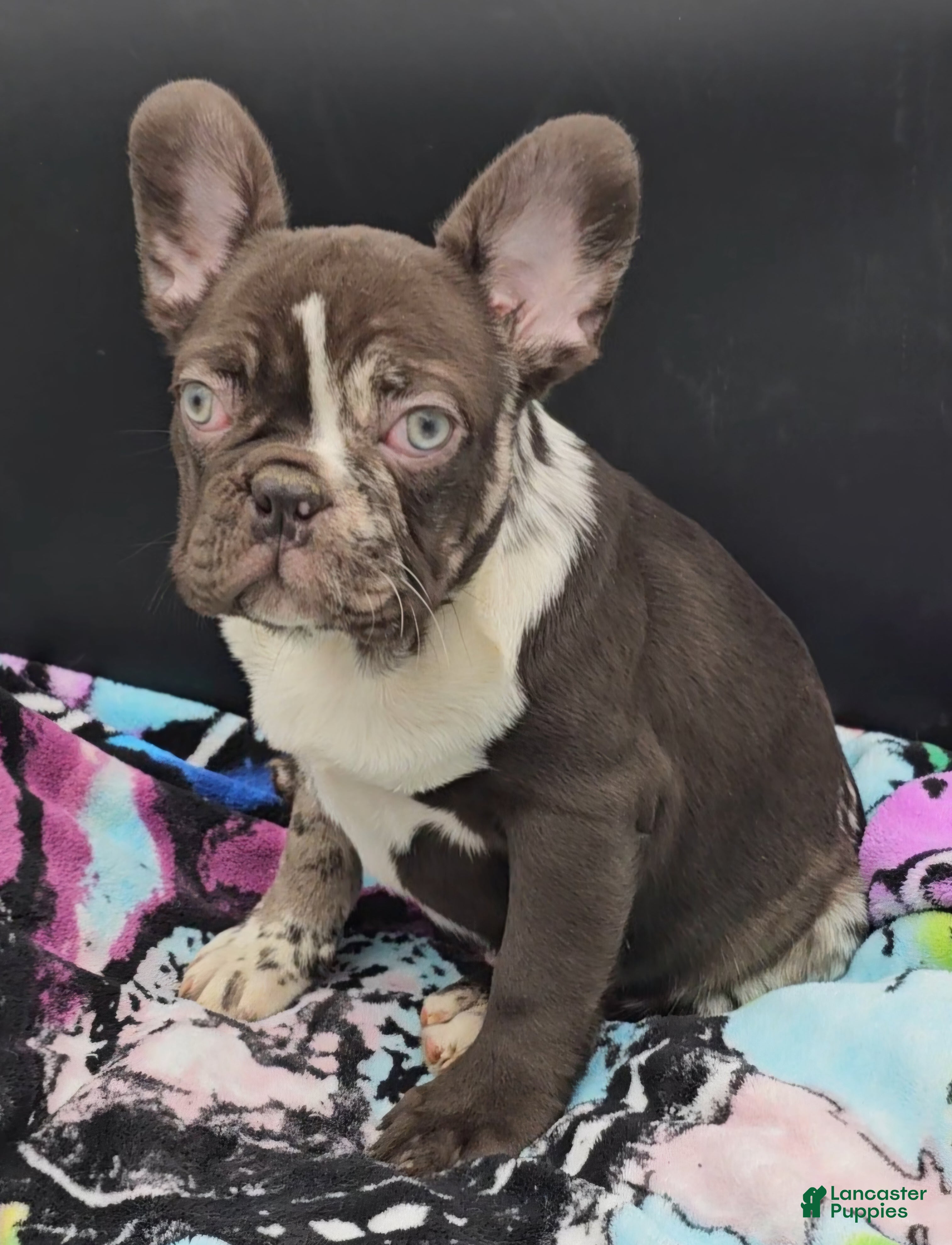 French Bulldog dogs French Bulldog Puppy 1 - Ad 1