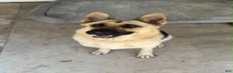 German Shepherd dogs for sale: German Shepherd 5 - Ad 2