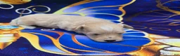 Maltipoo dogs for sale: Titan - Ad 2