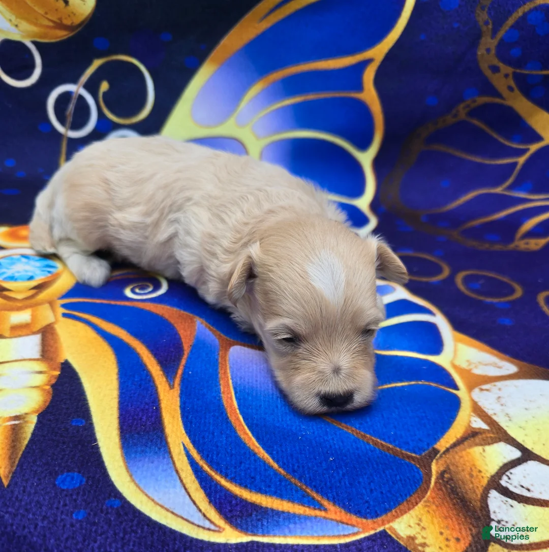 Maltipoo dogs for sale: Titan - Ad 2
