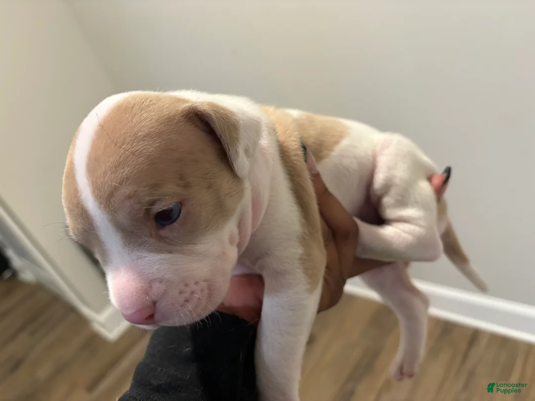 American Pit Bull Terrier dogs for sale: American Pit Bull Terrier Puppy 7 - Ad 1