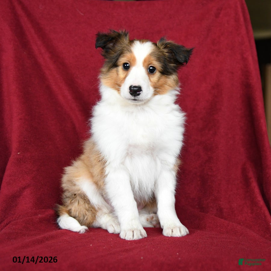 Shetland Sheepdog dogs Eclipse - Ad 4