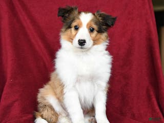 Shetland Sheepdog dogs Eclipse - Ad 25