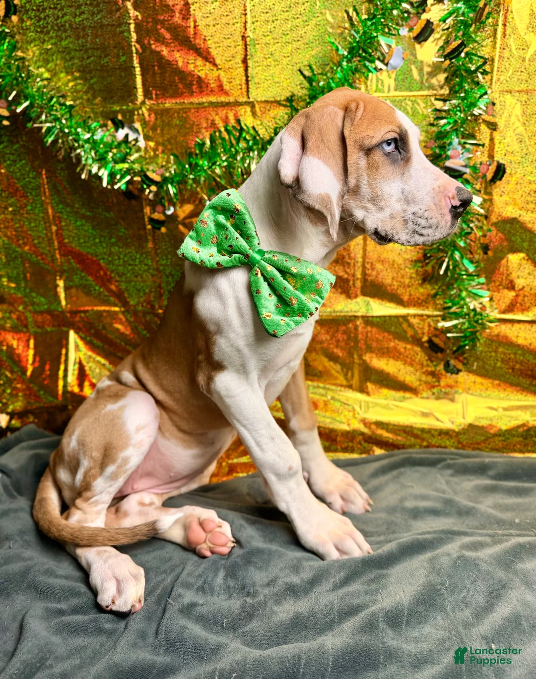 Great Dane dogs for sale: Fawnquin (Heavy Euro) - Ad 1