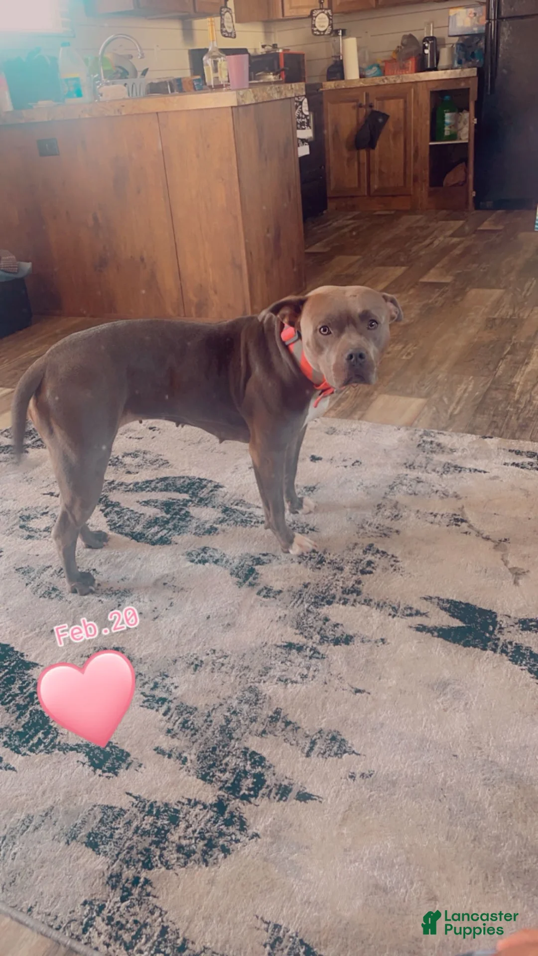 Mixed Breed dogs for sale: Mixed Breed Puppy 7 - Ad 2