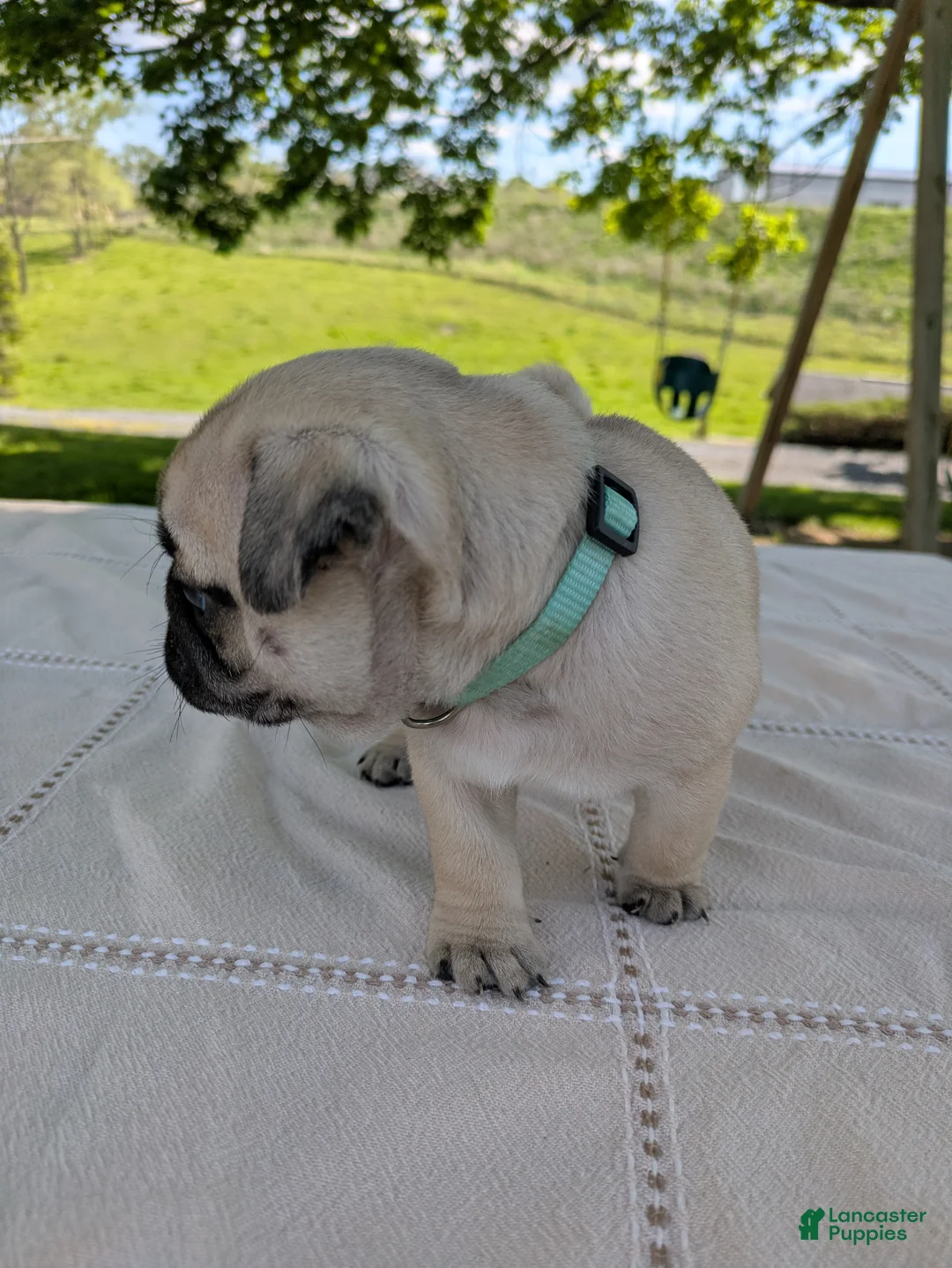 Pug dogs for sale: Laker - Ad 3