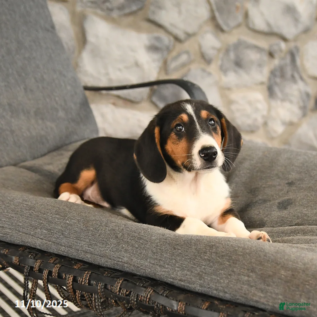 Mixed Breed dogs for sale: Bella   - Ad 3