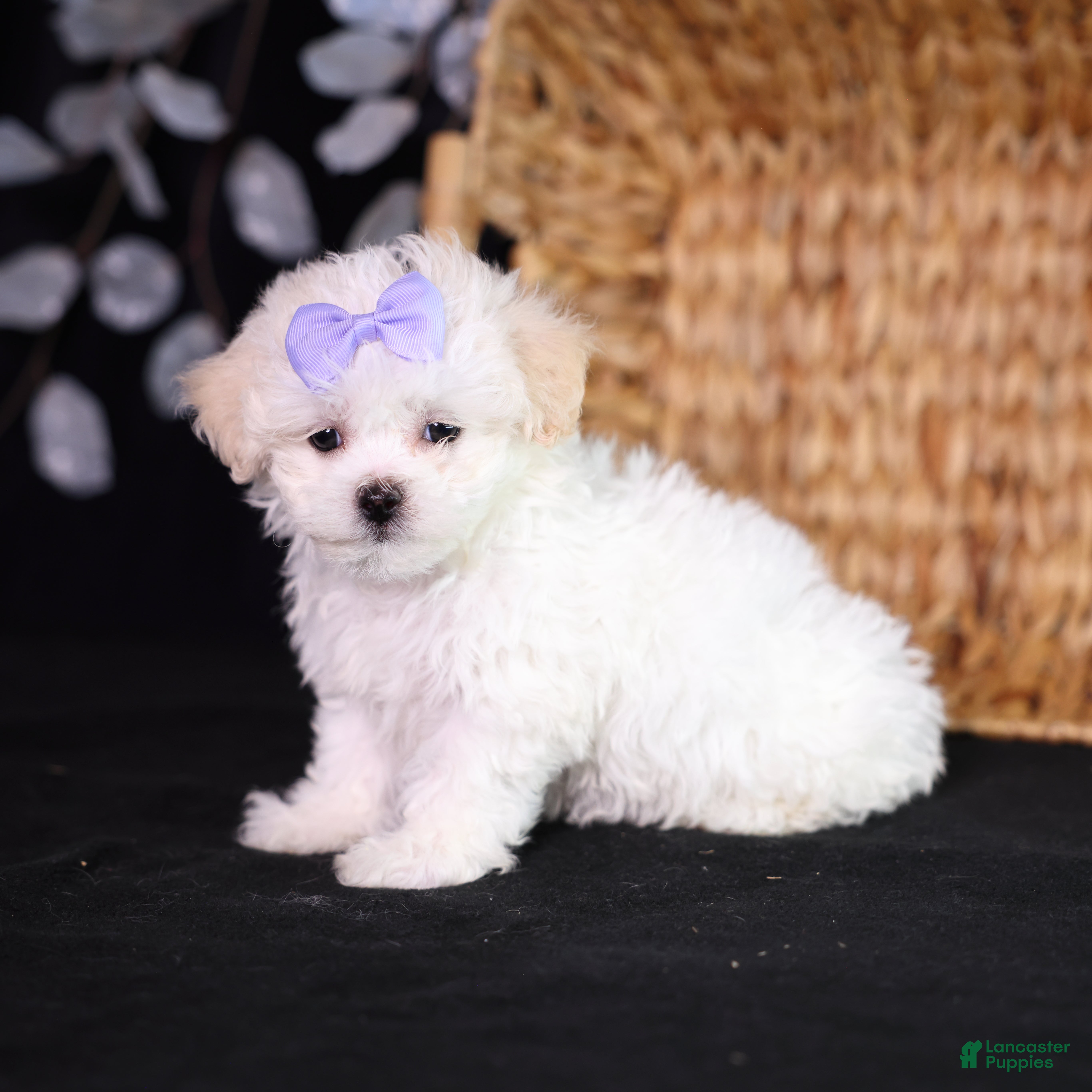 Teddy Bear dogs Caroline - Ad 2
