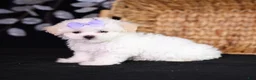 Teddy Bear dogs for sale: Caroline - Ad 2
