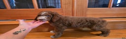 Standard Poodle dogs for sale: Hunter - Ad 3