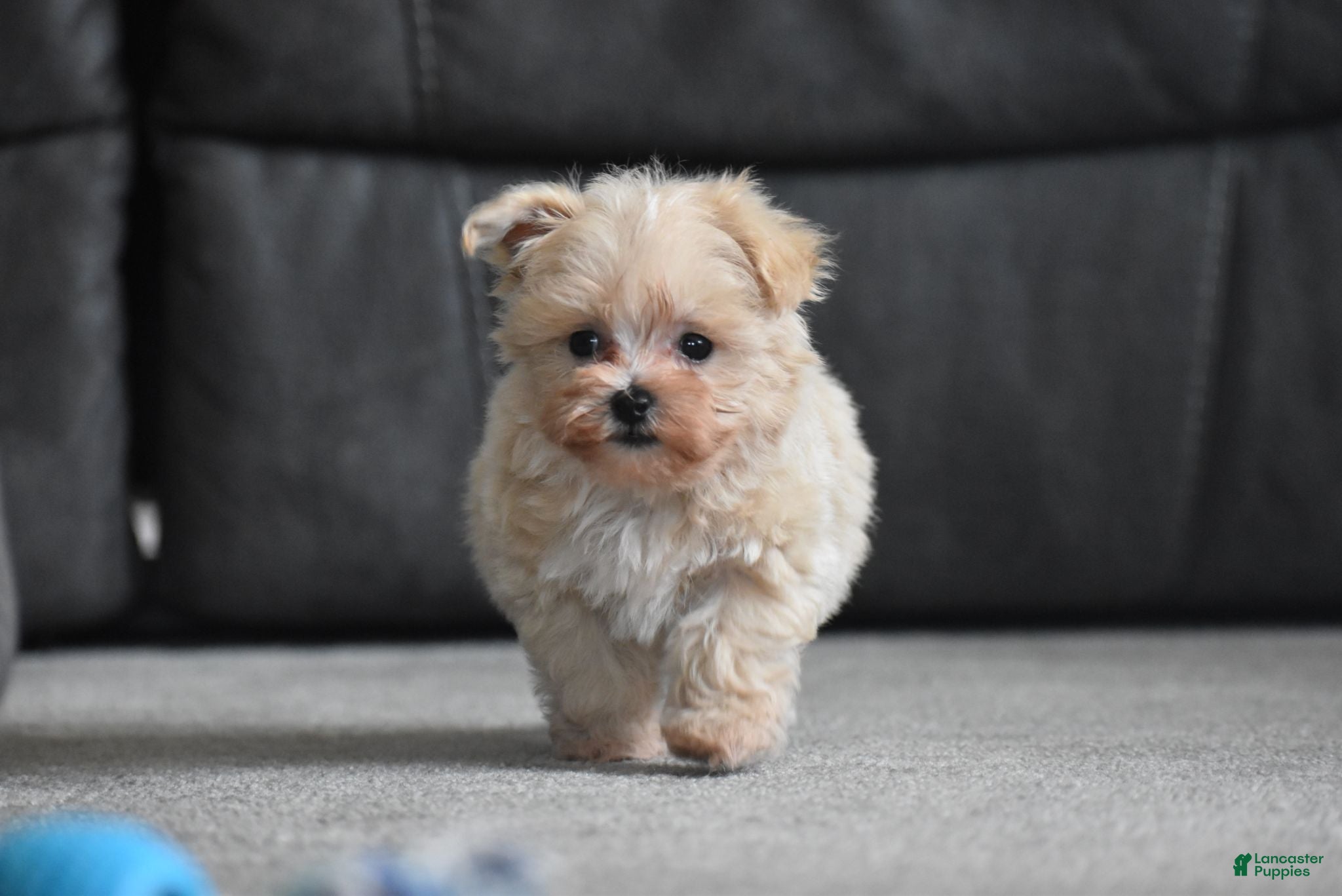 Maltipoo dogs Leo - Ad 1