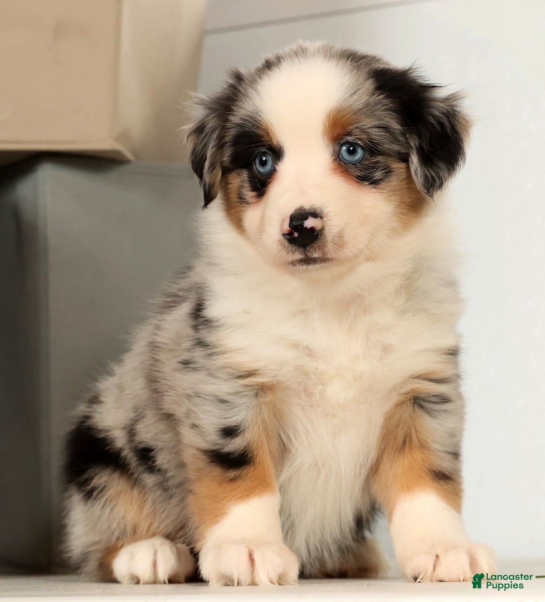 Miniature Australian Shepherd dogs for sale: Daisy - Ad 6