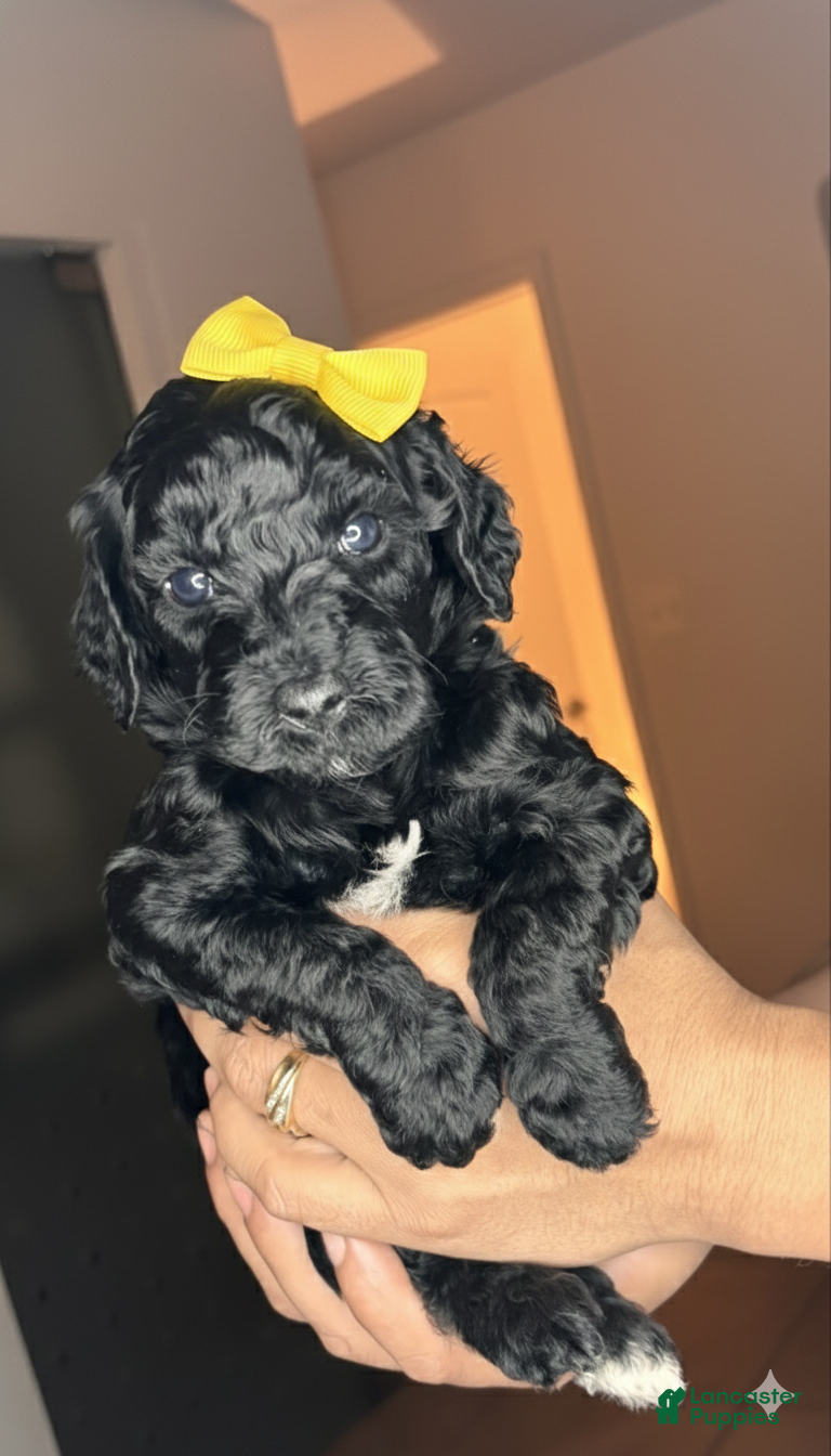 Goldendoodle dogs for sale: Goldendoodle Puppy 5 - Ad 4