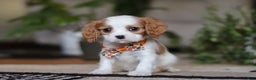 Cavalier King Charles Spaniel dogs for sale: Tucker - Ad 3