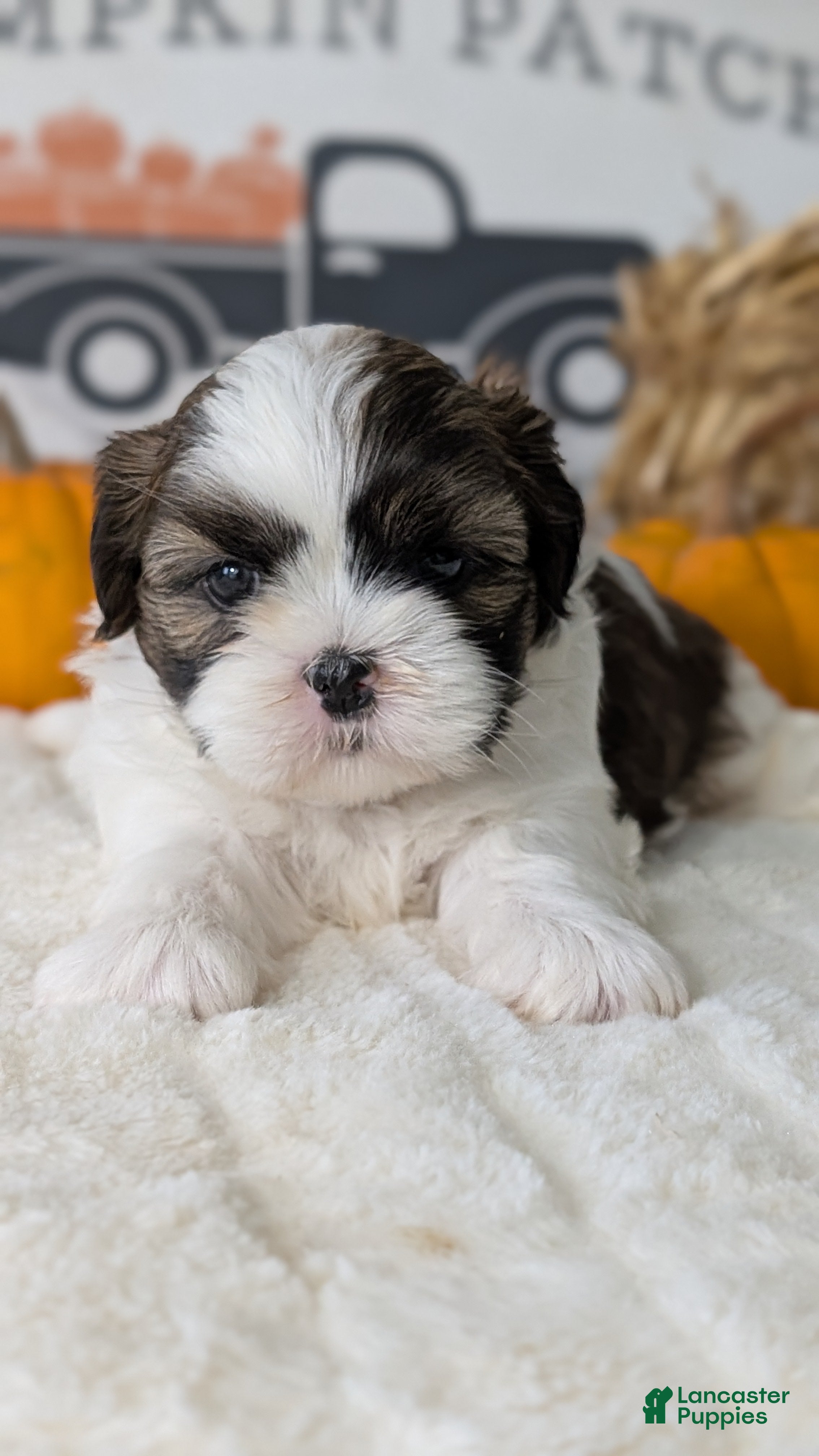 Shih Tzu dogs Koko - Ad 2
