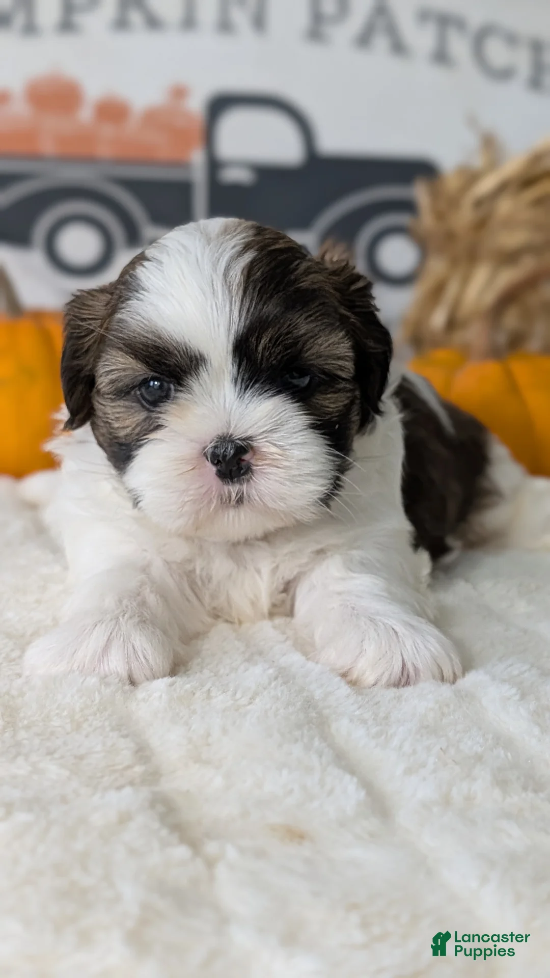 Shih Tzu dogs for sale: Koko - Ad 2