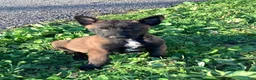 Belgian Malinois dogs for sale: Jonas - Ad 4