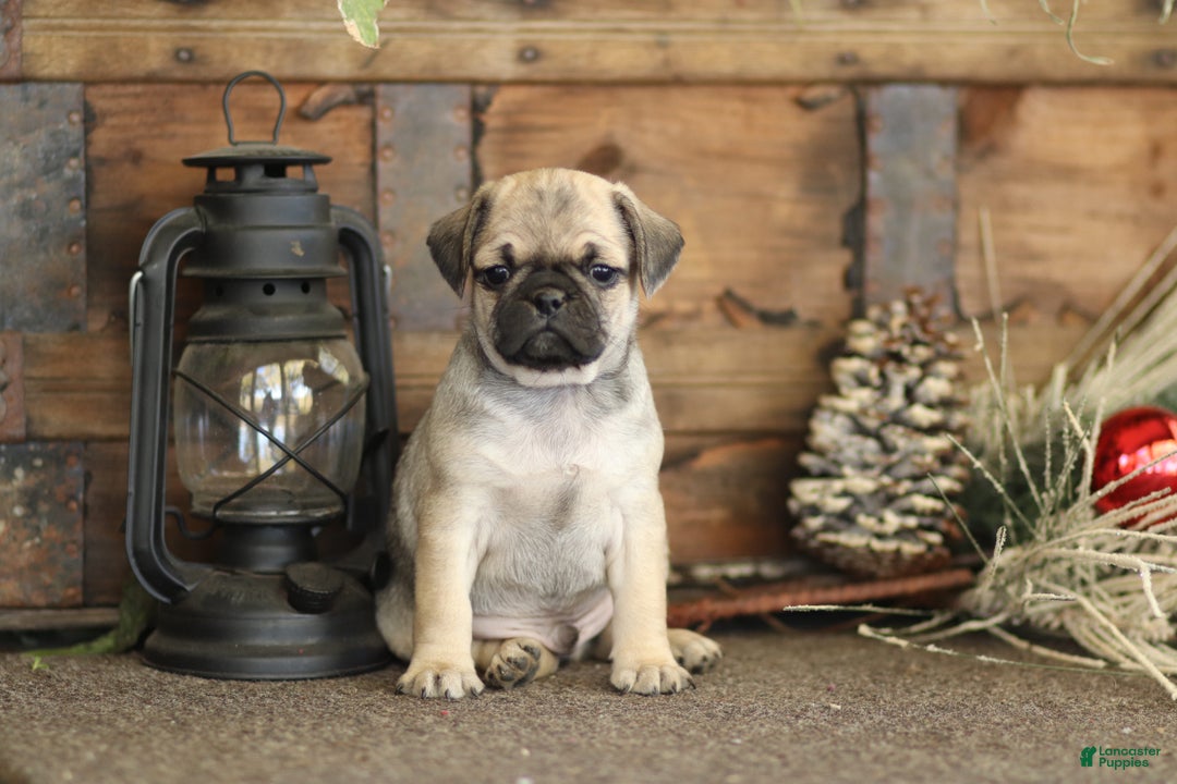 Pug Puppies for sale Lancaster Puppies