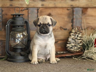 Pug dogs Tucker - Ad 23