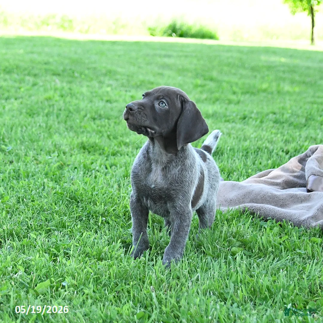 German Shorthaired Pointer dogs for sale: Rowdy - Ad 1