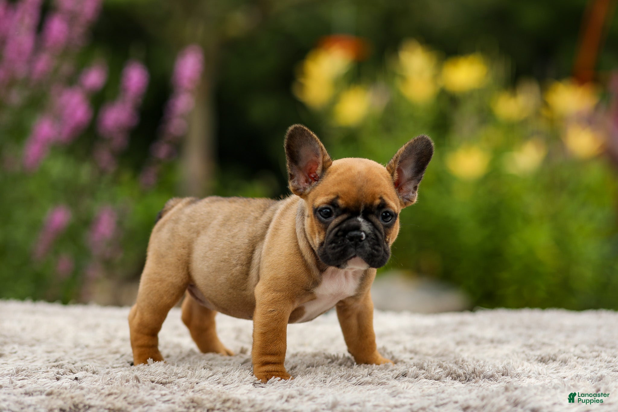 French Bulldog dogs Grace - Ad 1