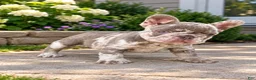 French Bulldog dogs for sale: French Bulldog  - Ad 3