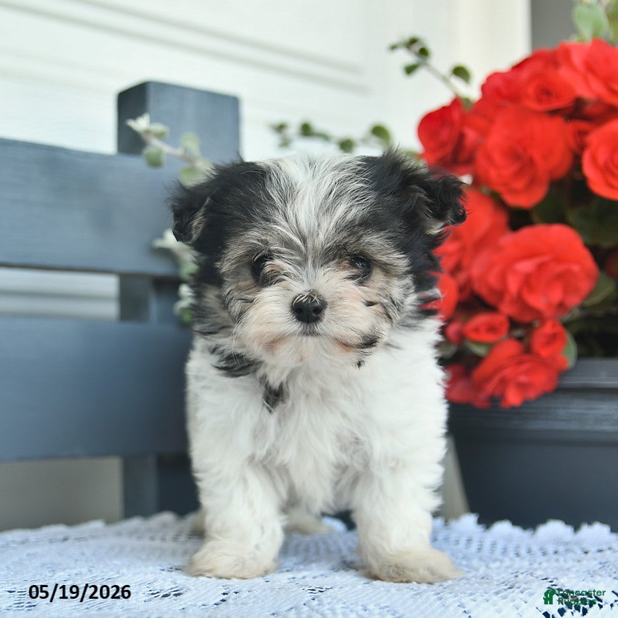 Havanese dogs Dahlia  - Ad 2