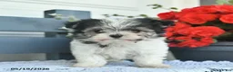 Havanese dogs for sale: Dahlia  - Ad 2
