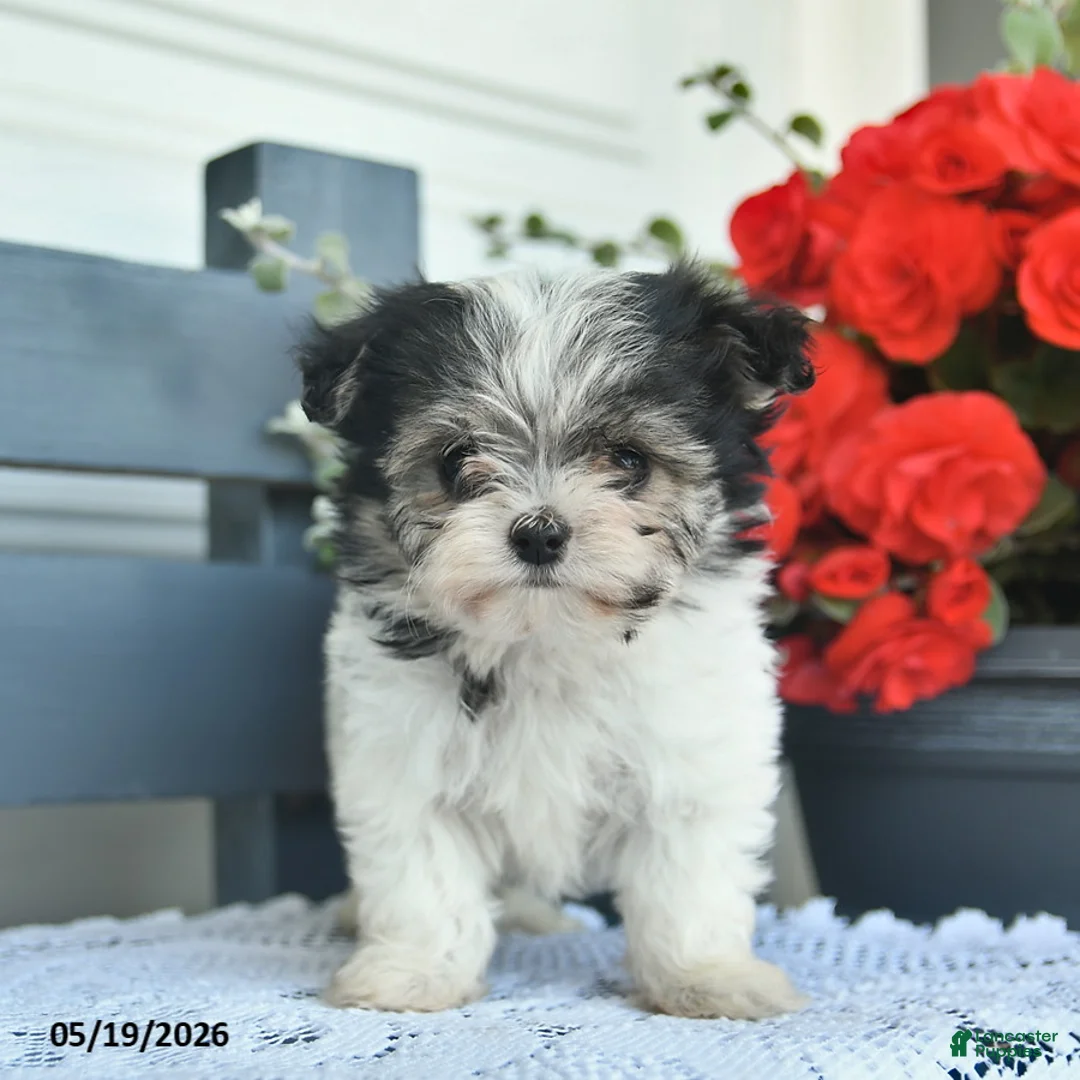 Havanese dogs for sale: Dahlia  - Ad 2