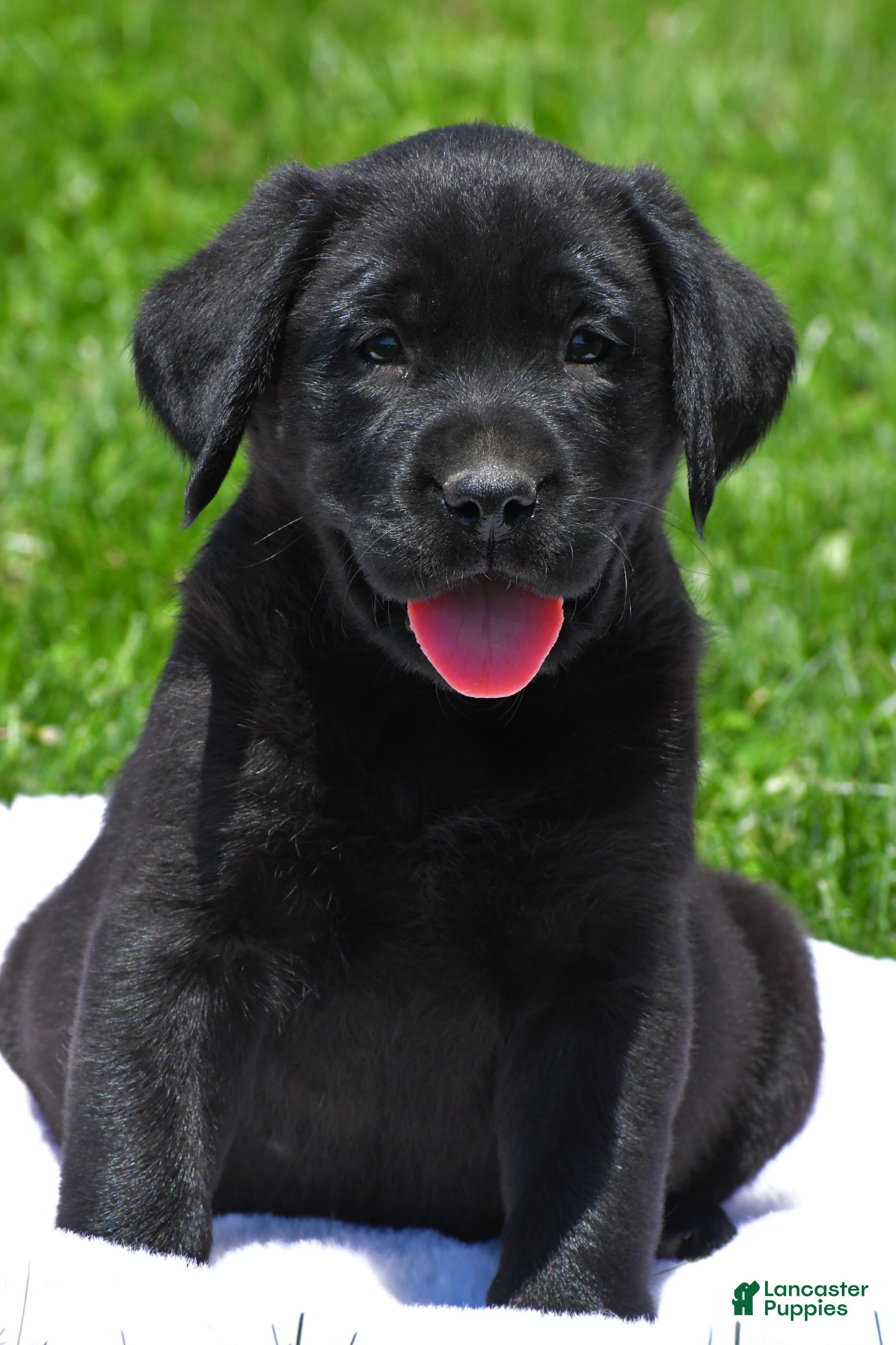 Labrador Retriever dogs Lacey - Ad 1