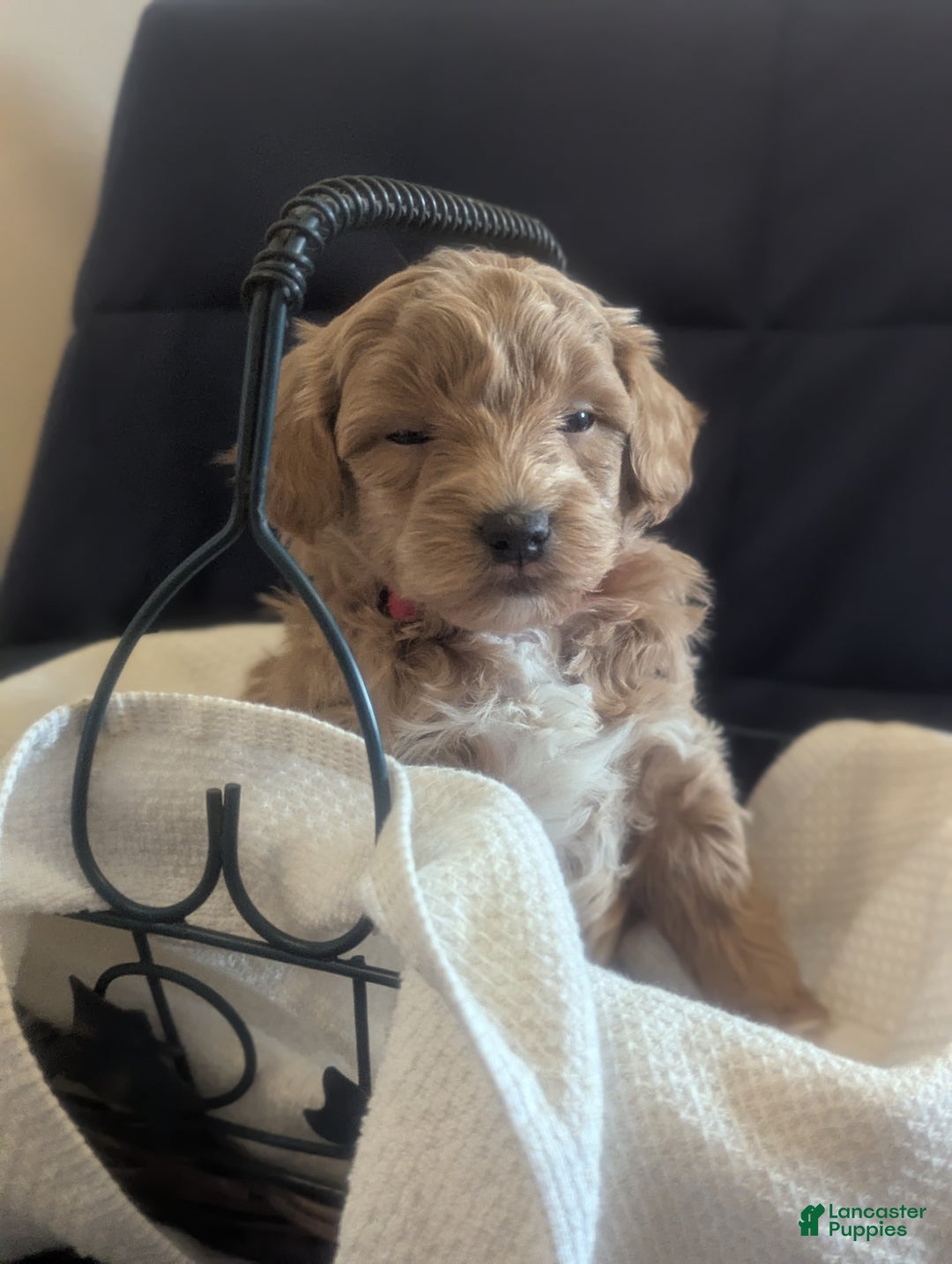Mini Goldendoodle dogs for sale: Natalie - Ad 4