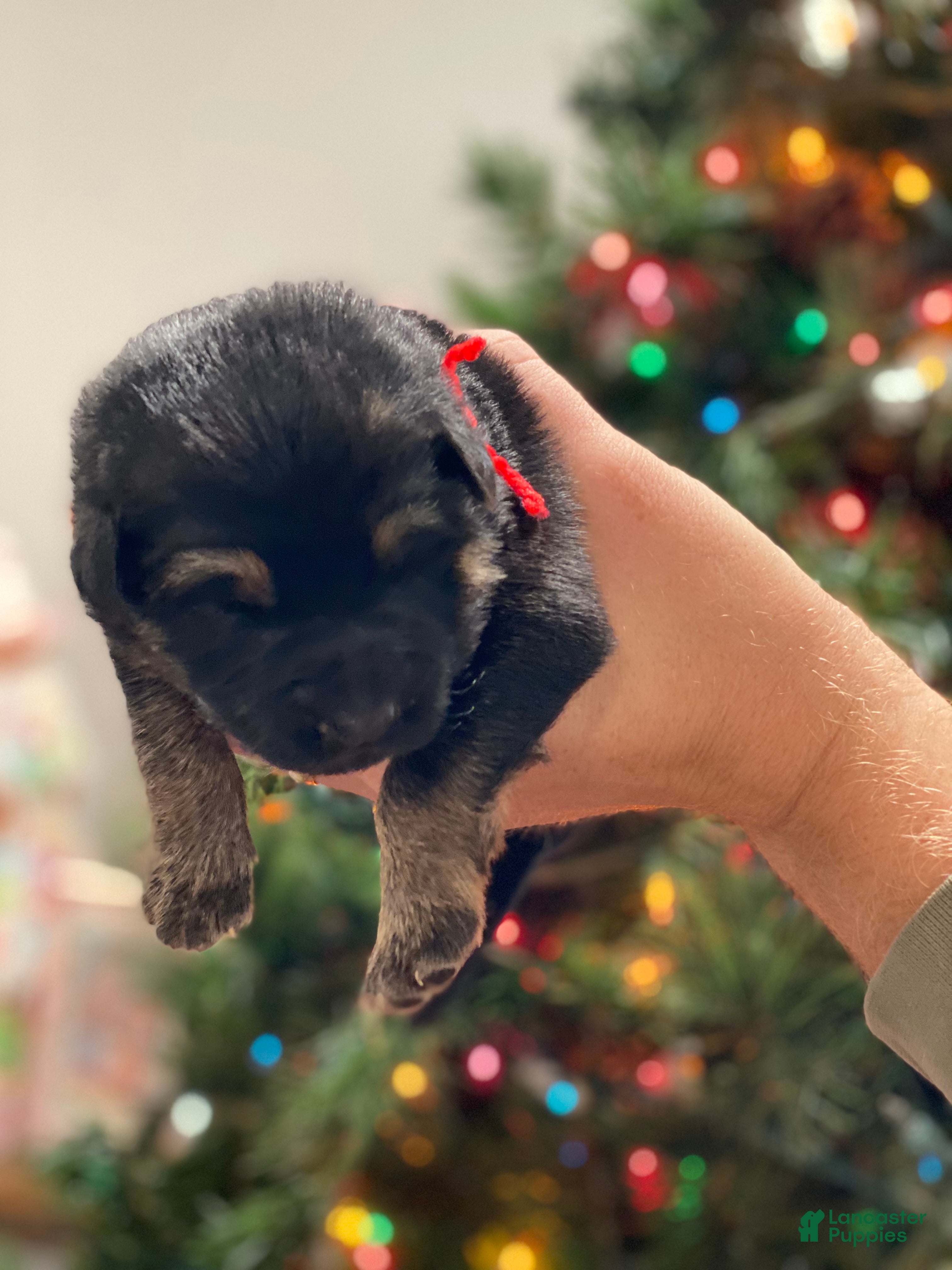 German Shepherd dogs German Shepherd Puppy 6 - Ad 20