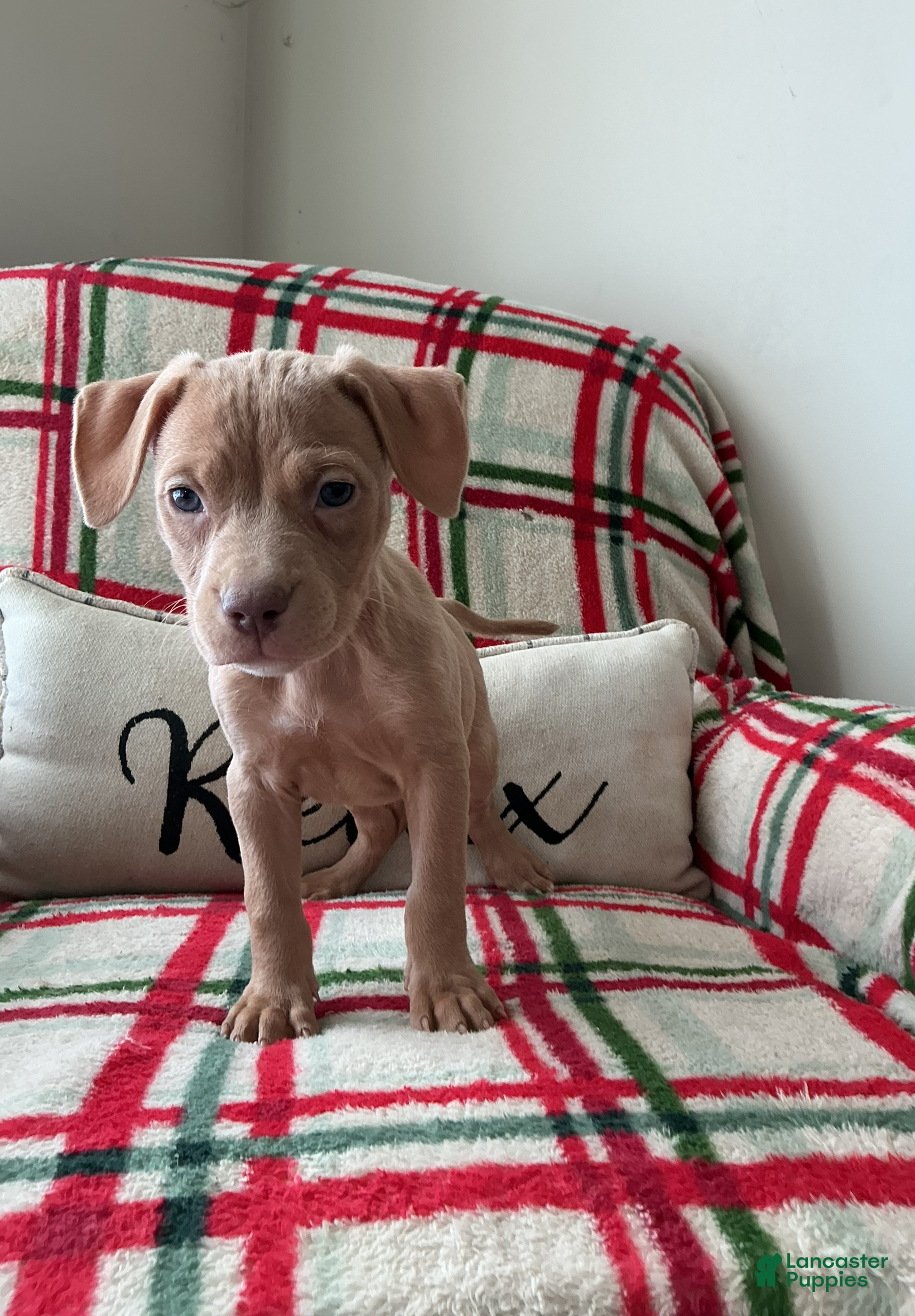 American Bully dogs Sunshine - Ad 2