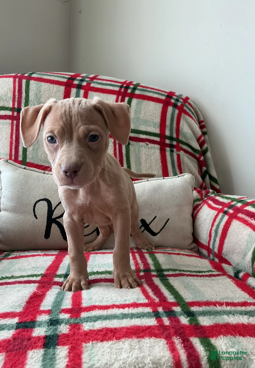 American Bully dogs for sale: Sunshine - Ad 2